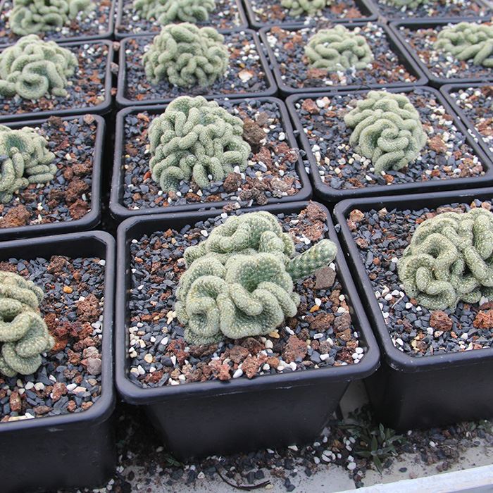 Cleistocactus Winteri Cristata