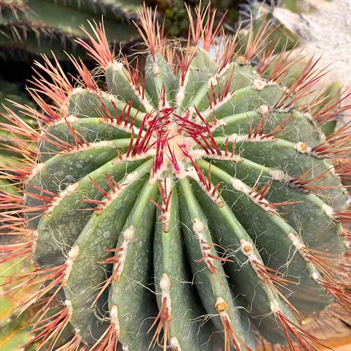 Ferocactus Stainesii Var Pilosus