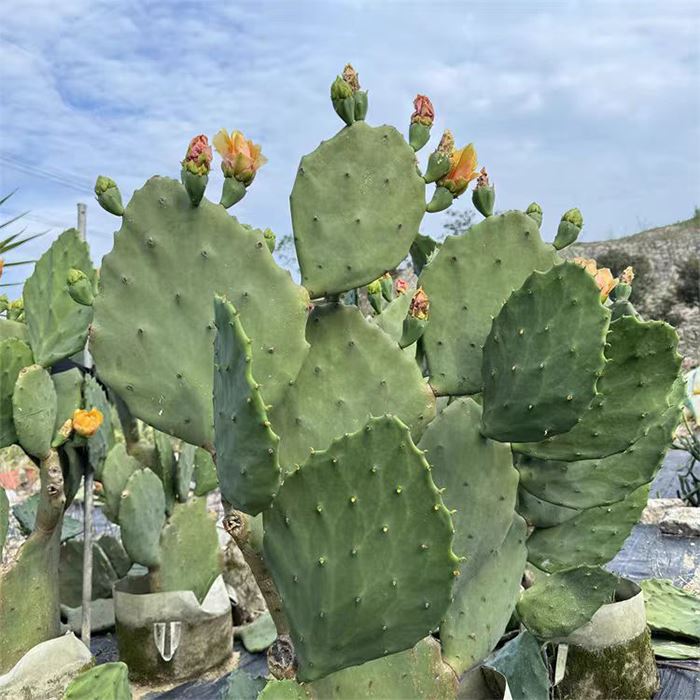 Old Mexico cactus