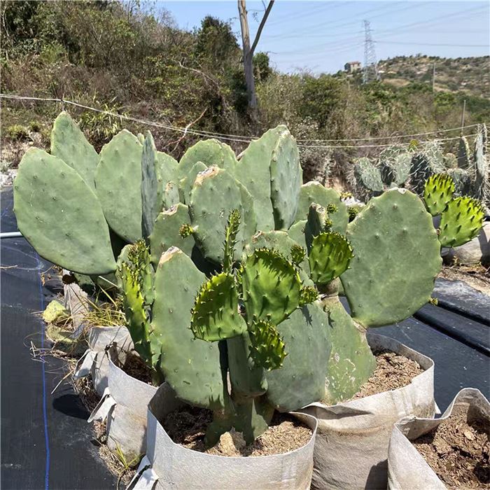 opuntia old mexico