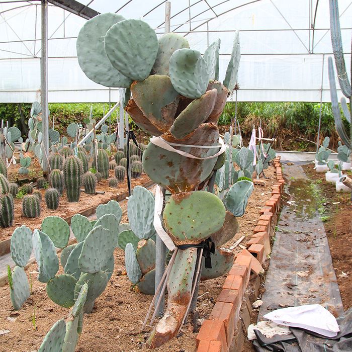 nopal tapon