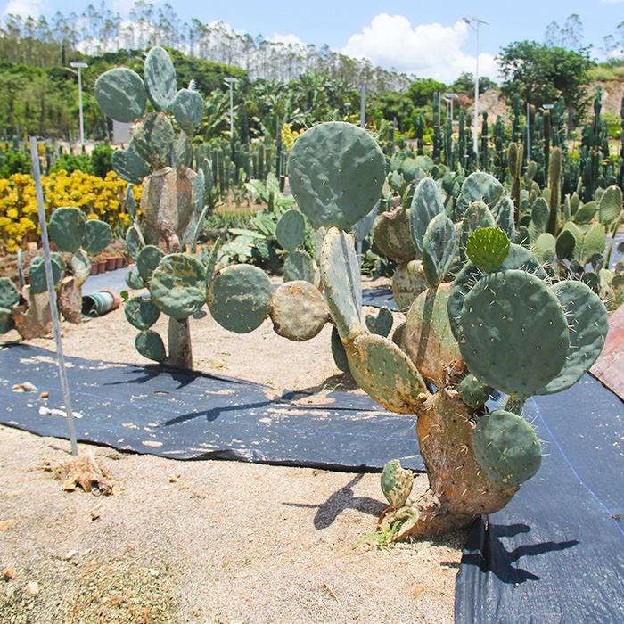 wheel cactus