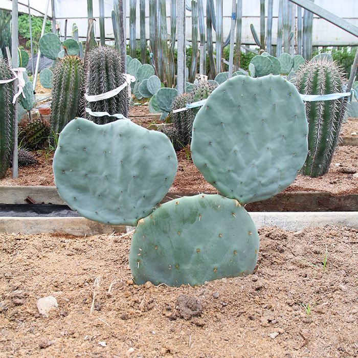 Opuntia robusta