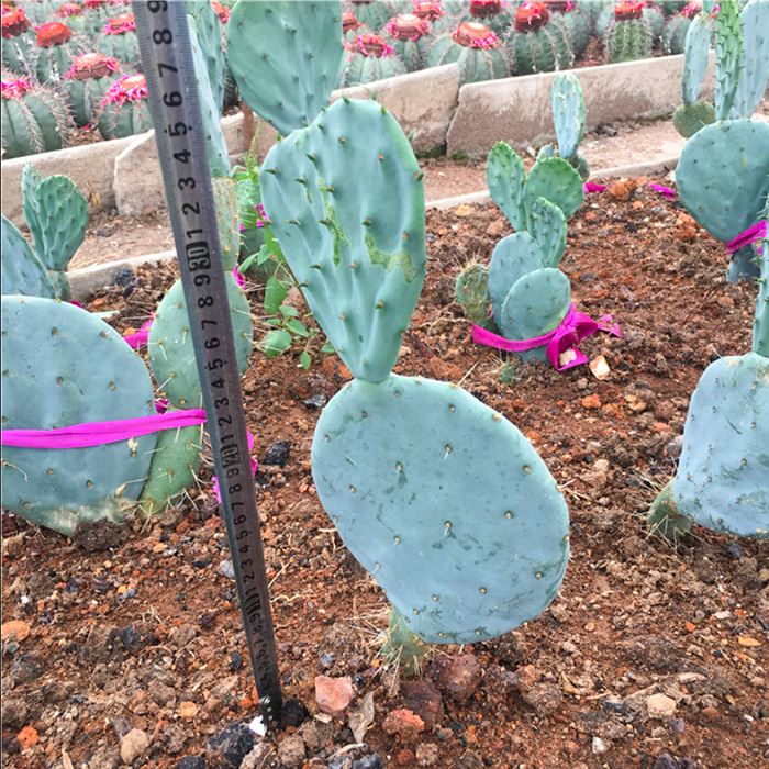 cactus opuntia robusta