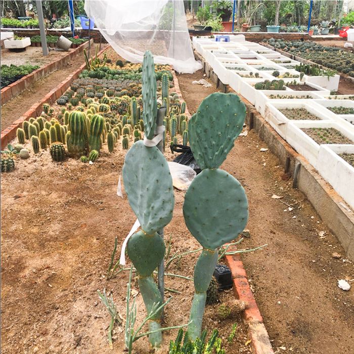 nopales de tapona