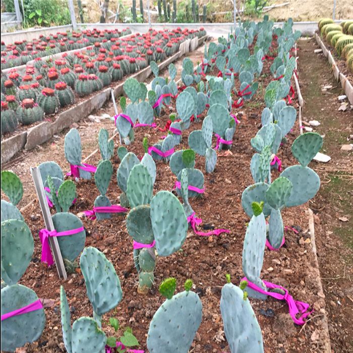 opuntia robusta fruit