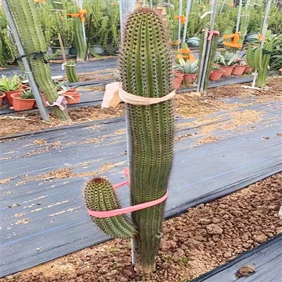 Kaktus Stenocereus Thurberi