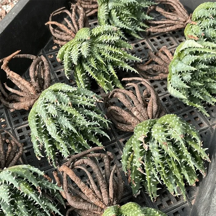 succulent aloe humilis
