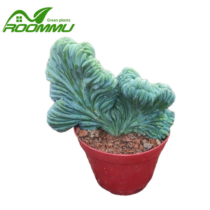 Myrtillocactus Geometrizans Cristata Cactus