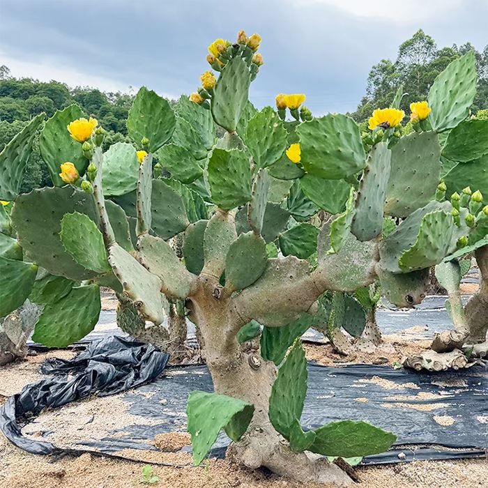 Opuntia Gomei „Staré Mexiko“