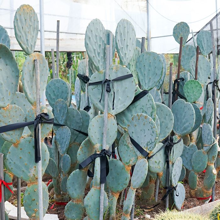 Opuntia Robusta Giant