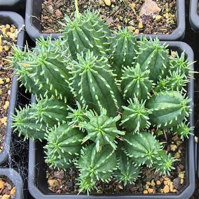 Euphorbia Agregata A. Berger
