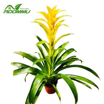 Kvitnúca rastlina Guzmania Desire