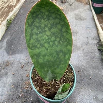 Sansevieria Masoniana veľryba Fin